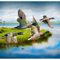 Hoffman Digital Call Of The Wild Duck  Mallard Panel