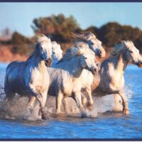 Horse Panel by QT Fabrics