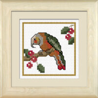 NZ Birds - Kaka
